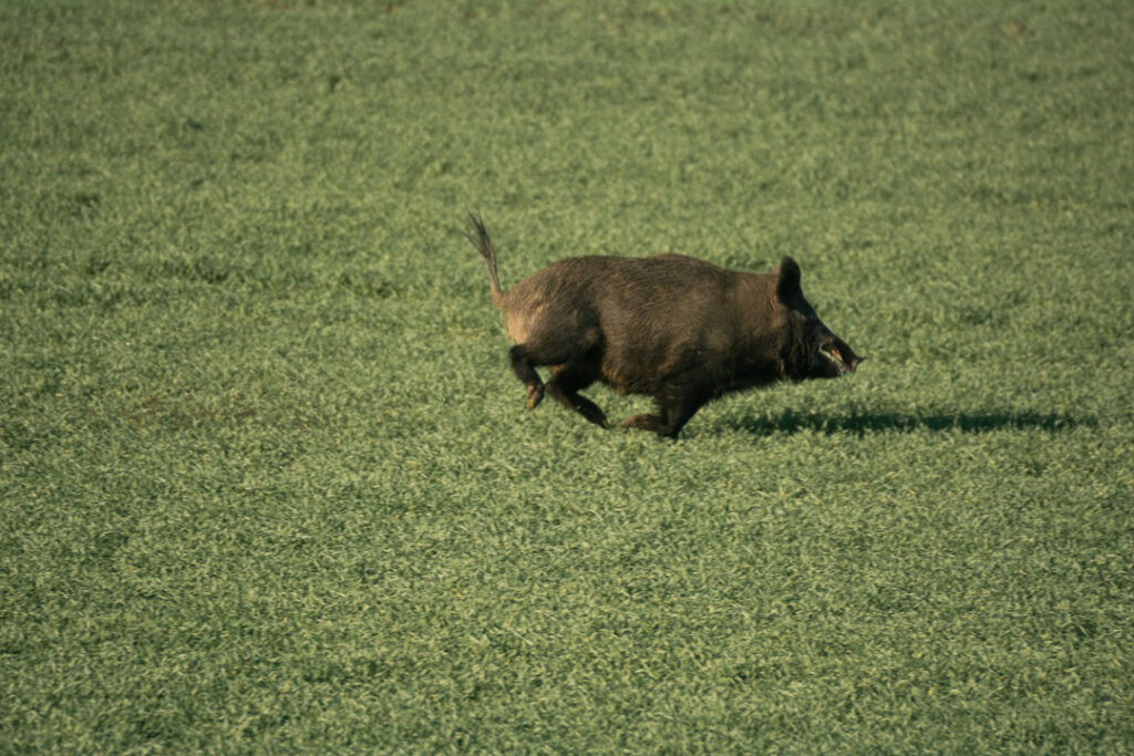 Fehlabschüsse sind auch auf der drückjagd ein Tabu!