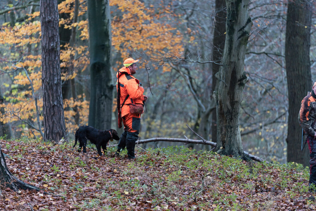 Hundeführer mit Jagdhund bei der Drückjagd