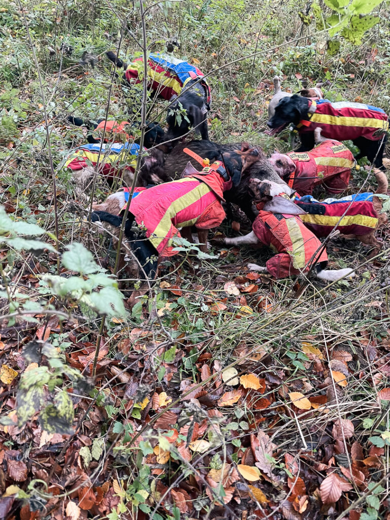 Neun Hunde in Hundeschutzwesten binden eine kranke Sau bei der Drückjagd