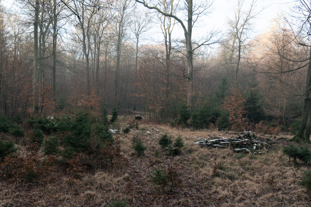 Sau auf der Drückjagd im Treiben auf einer Schneise- Nach "Hahn in Ruh" darf nicht mehr geschossen werden