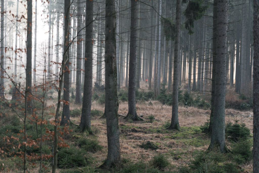 Rotwild ist ein ausgesprochener Langstreckenflüchter bei der Drückjagd