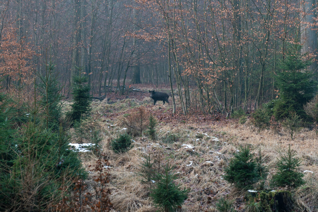 Sau auf der Drückjagd auf der Schneise sichert zum Schützenstand
