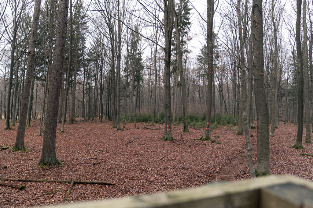 Der Blick vom Stand- Der Ansteller weist den Schützen in die Schuss- und Sicherheitsbereiche der Drückjagd ein