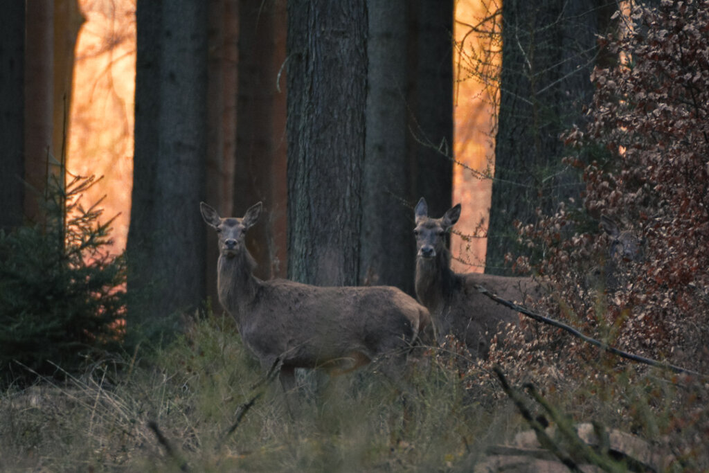 Sicherndes Rotwild versucht bei einer Drückjagd immer gegen den Wind zu flüchten