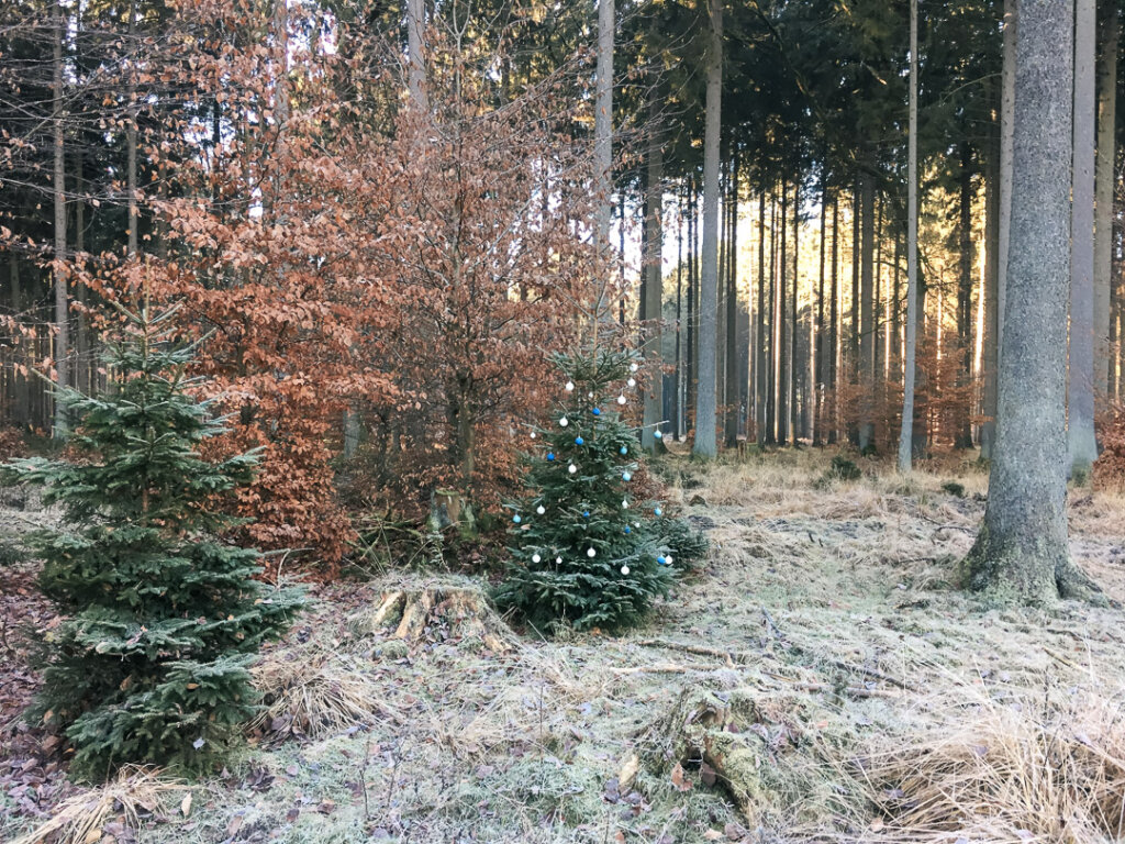 Weihnachtsmannbaum im Wald: Keine Drückjagden ab Weihnachten!