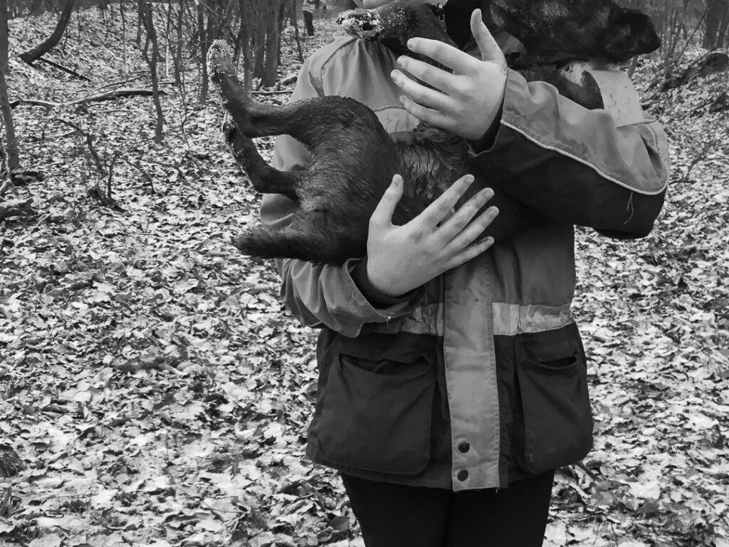Geschlagener Hund auf dem Arm